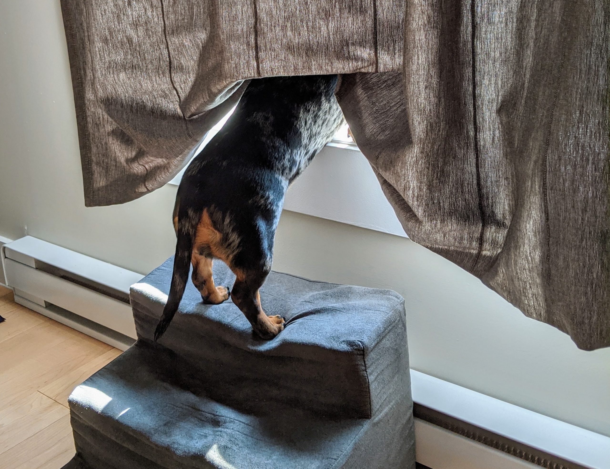 Dachshund dog standing on pet steps, peeking behind curtains.
