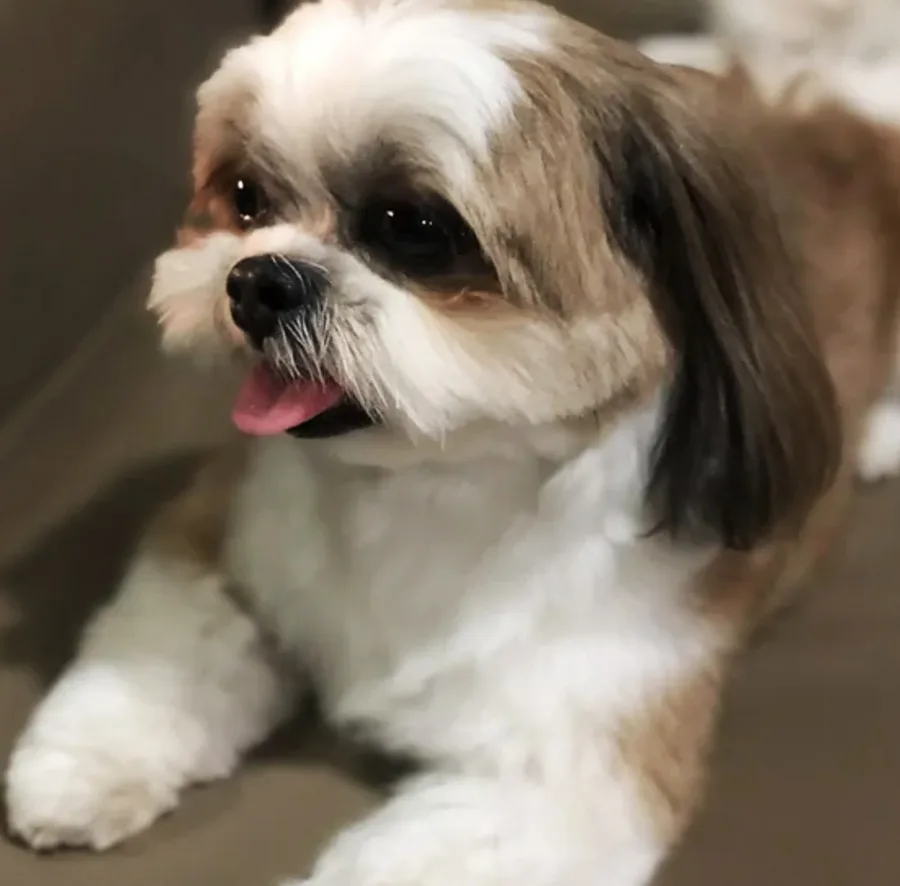 Cute Shih Tzu dog lying on floor